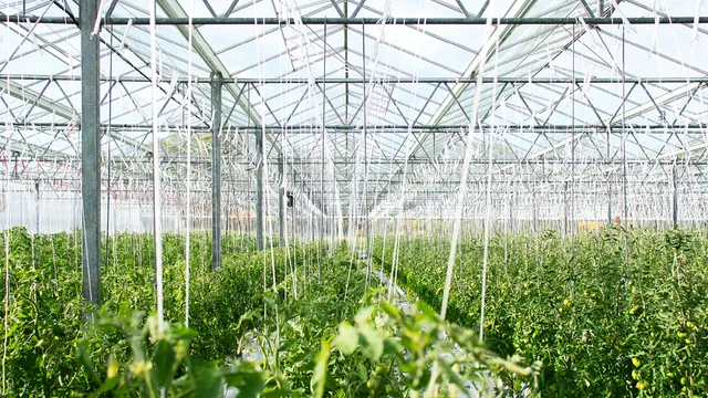 Glasshouse horticulture with sustainable heat and energy supply